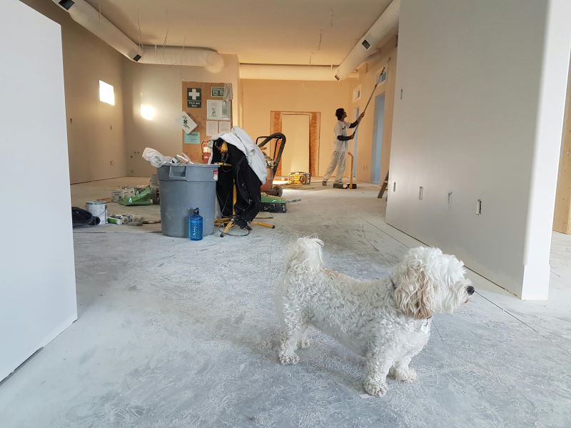 A dog standing in a room undergoing home improvement, with a person painting the walls in the background. The space appears under renovation, with construction materials scattered around.