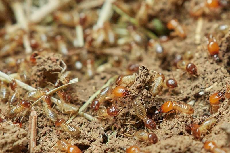 Close-up of a termite colony on the ground, showing multiple termites moving around soil and debris.