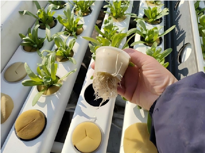 Hand holding a small hydroponic plant with visible roots, placed in a greenhouse system. Young greens grow in net cups along nutrient channels, showing modern hydroponics for city farms and greenhouses.