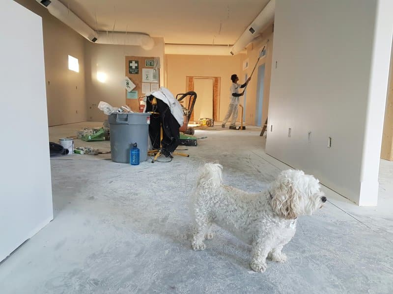 White dog stands in a room under renovation with tools and a worker painting, showing a home improvement project.