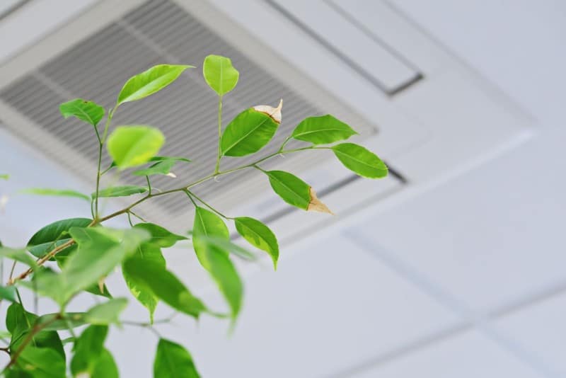 Indoor plant with slightly dry leaves placed near a ceiling air conditioning vent, highlighting Indoor Air Quality in modern buildings.