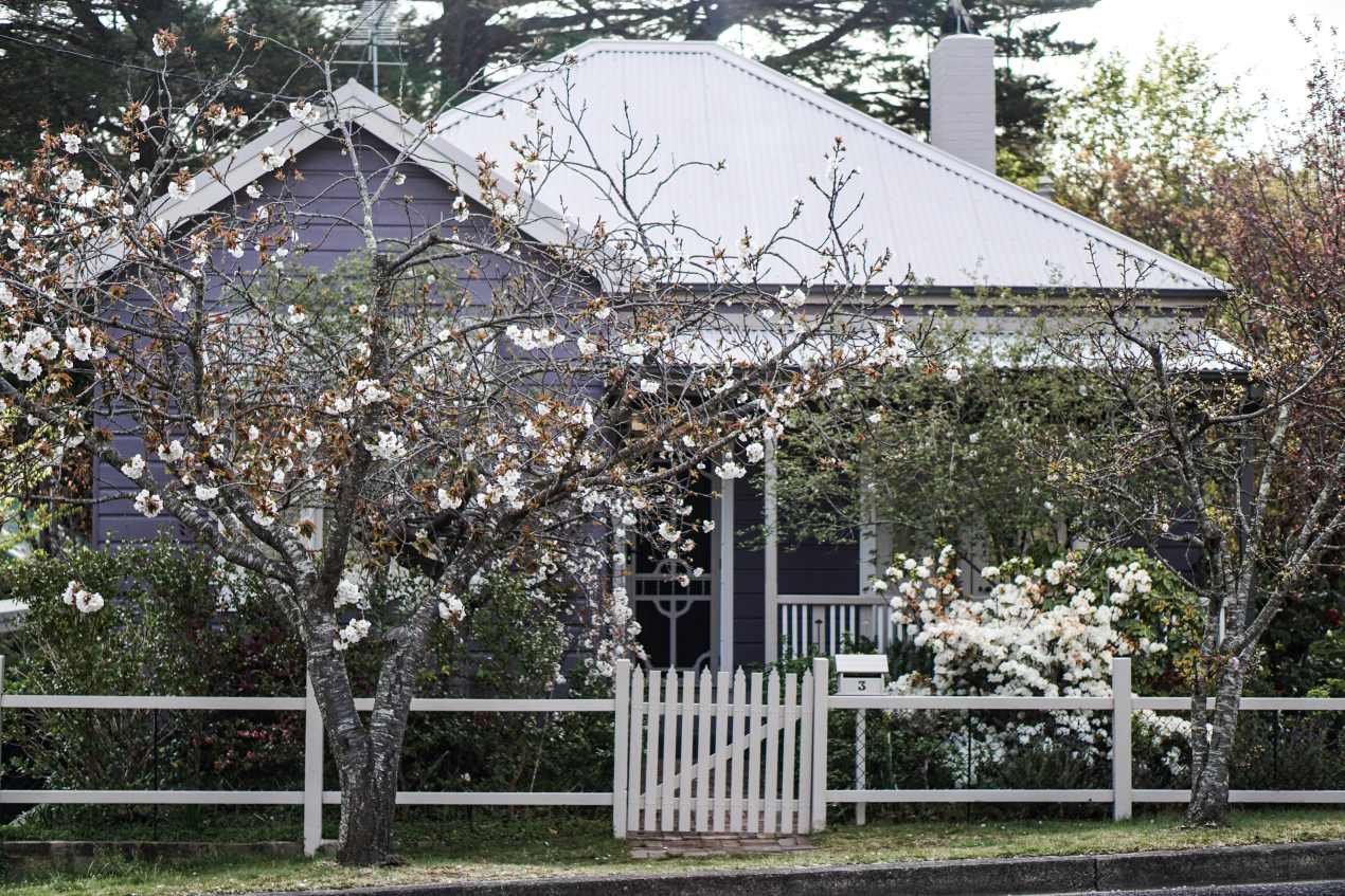 A small purple house with a white roof and picket fence surrounded by blooming spring trees and shrubs. Ideal example to plan a spring landscape design with flowering plants and neat fencing.